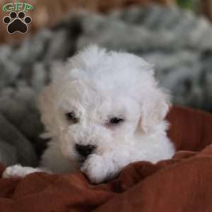 Frosty (tiny), Bichon Frise Puppy